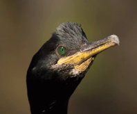 ¿Qué más le puede pasar al cormorán moñudo?